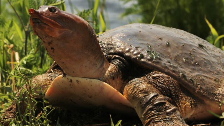Softshell turtle photo by Julie Rubacha/Shutterstock.com