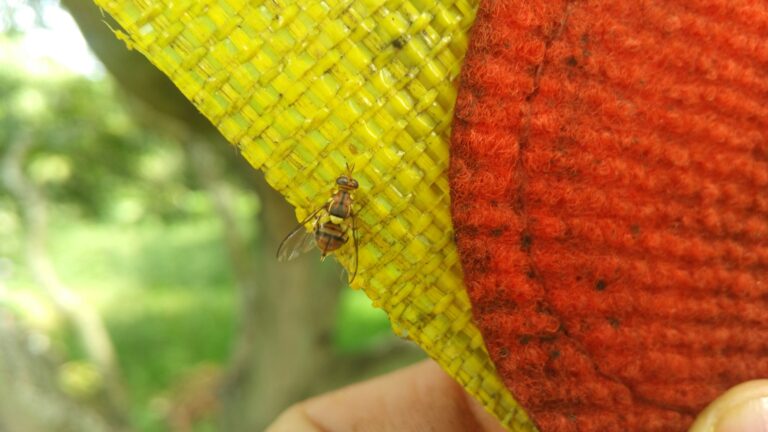 A fruit fly feeding in a Biofeed lure. Photo: courtesy