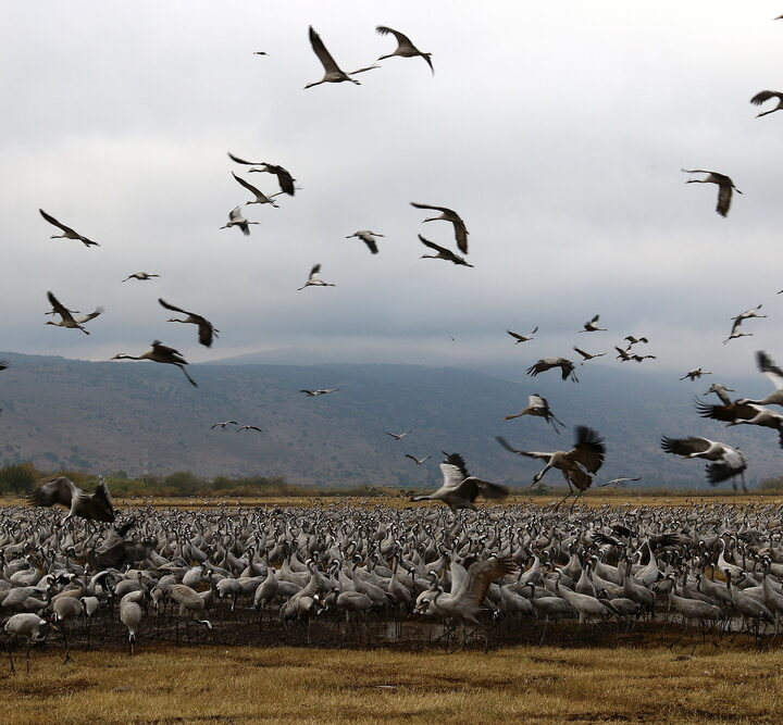 Migrating birds at Israel's Hula Valley. Photo via Shutterstock