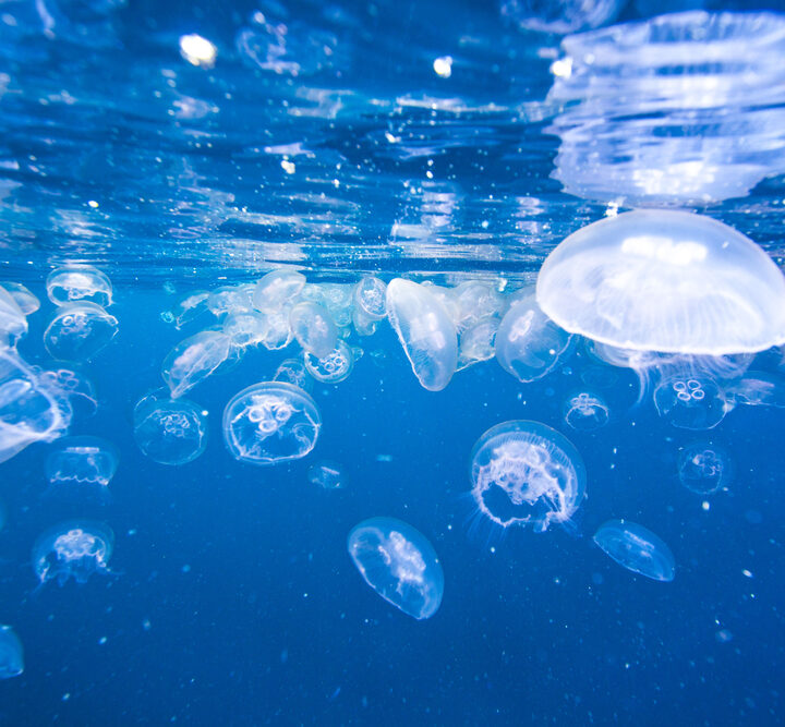 A swarm of jellyfish in the sea. Photo via Shutterstock.com