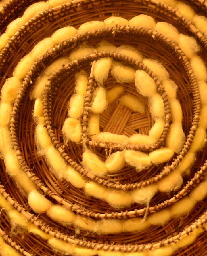 Image of silkworm cocoons via Shutterstock.com