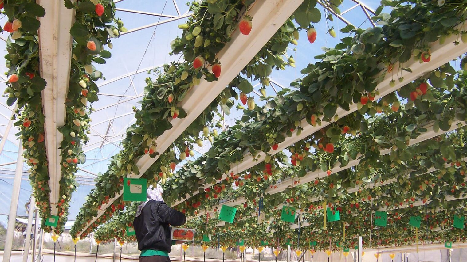 Growing strawberries at the Ramat Negev Agro-Research Center. Photo courtesy