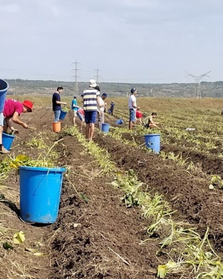 Leket’s new Binyamina field grows produce only for the needy. Photo: courtesy