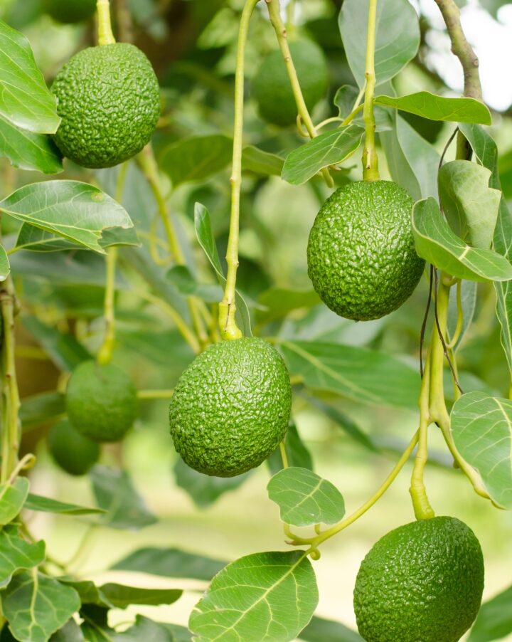 Avocado grove image via Shutterstock.com