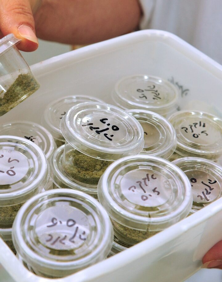 A nurse in Rehovot, Israel, with medical cannabis. Photo by ChameleonsEye/Shutterstock.com