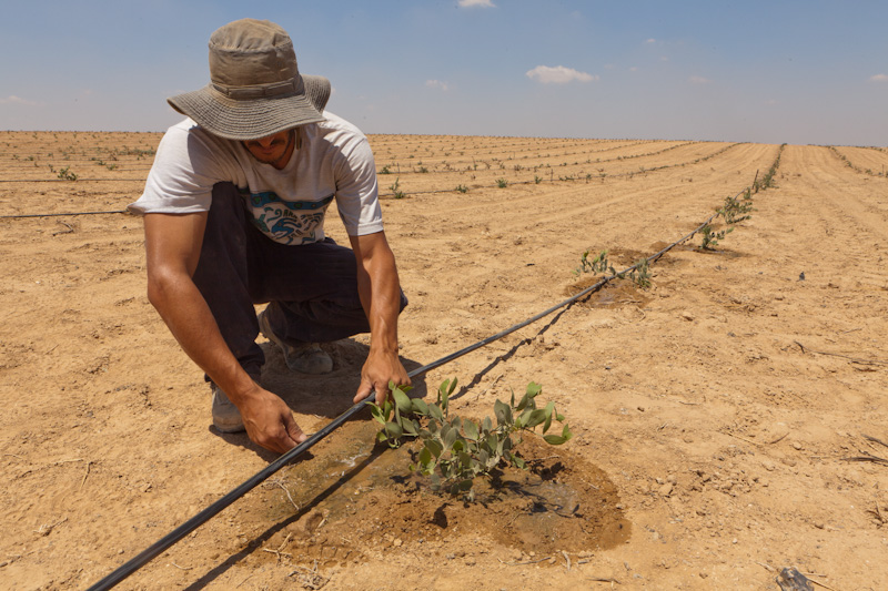 A farmer tends to irrigated crops. Photo courtesy of Netafim