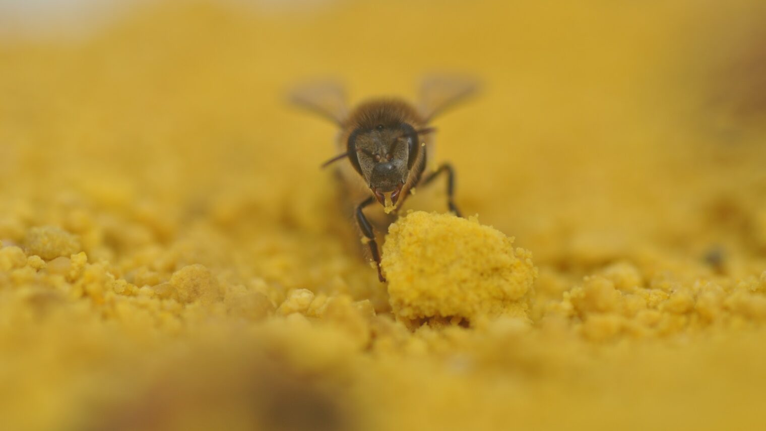 A bee in the Benjamin Triwaks Bee Research Center in Rehovot. Photo by Shlomi Zarchin