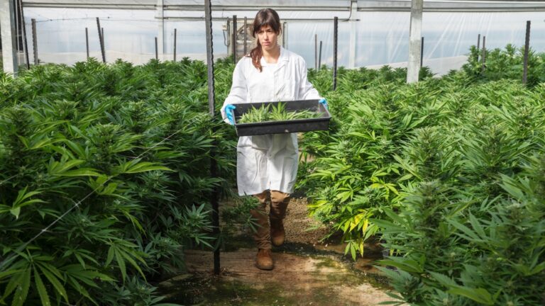 A Breath of Life employee harvesting cannabis in Israel. Photo: courtesy