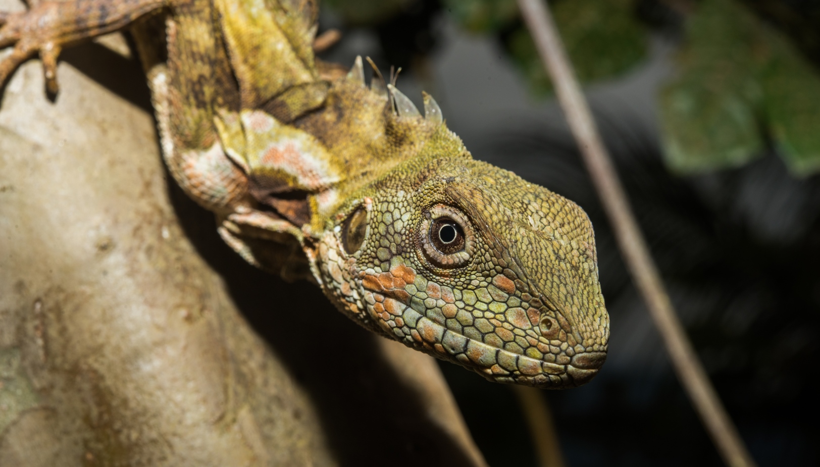 A Papua Forest Dragon (Hypsilurus papuensis). Photo by Alex Slavenko