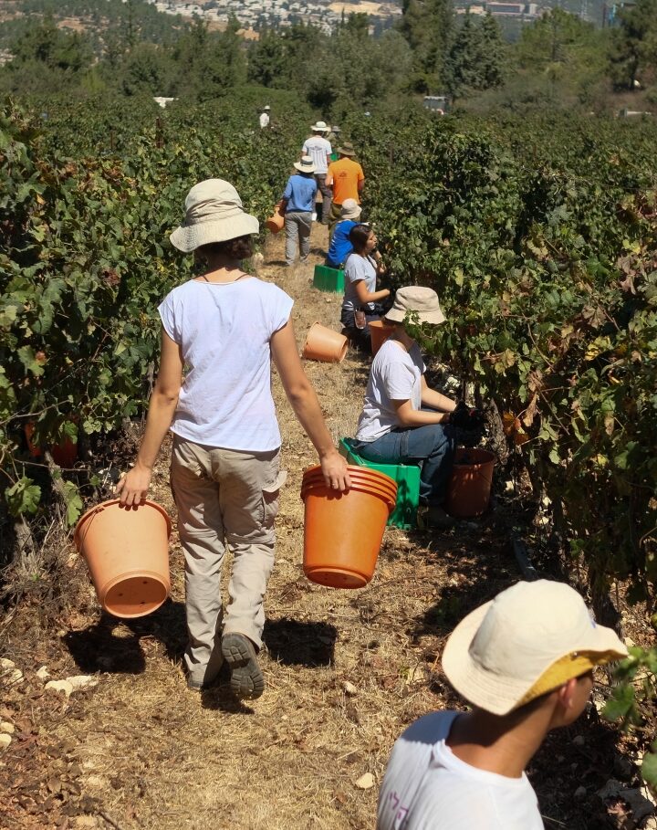 Picking grapes on Kibbutz Tzuba, near Jerusalem. Photo by Yaniv Nadav/FLASH90