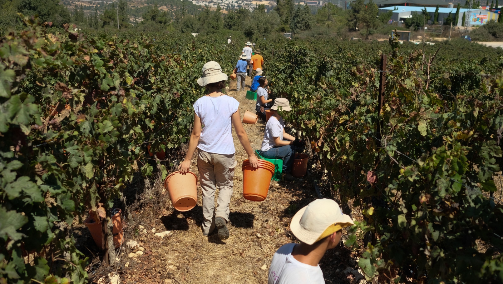 Picking grapes on Kibbutz Tzuba, near Jerusalem. Photo by Yaniv Nadav/FLASH90