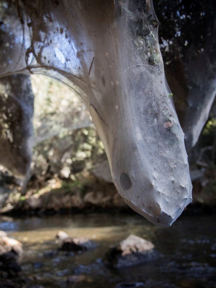 Cobwebs spun by millions of long-jawed spiders known as Tetragnatha, envelop sections of vegetation along the Sorek river bank. Photo by Yonatan Sindel/Flash90