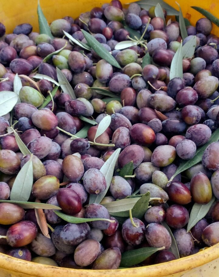 Olives right off the tree in the Upper Galilee. Photo by Jessica Halfin