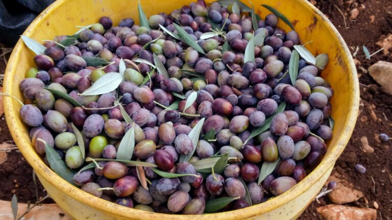 Olives right off the tree in the Upper Galilee. Photo by Jessica Halfin