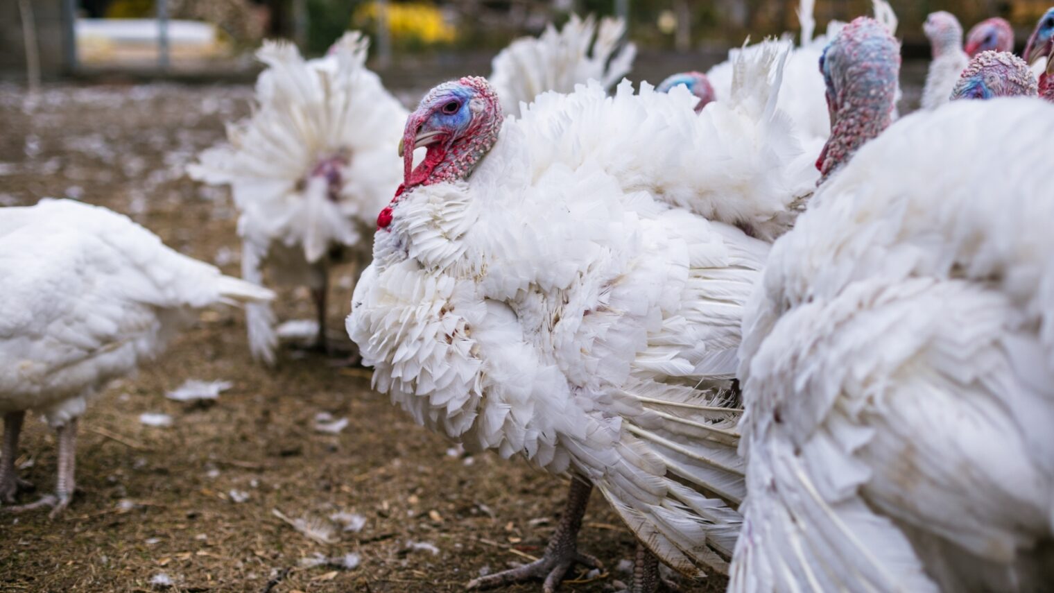 Turkeys on a farm. Photo by Bearok/Shutterstock.com
