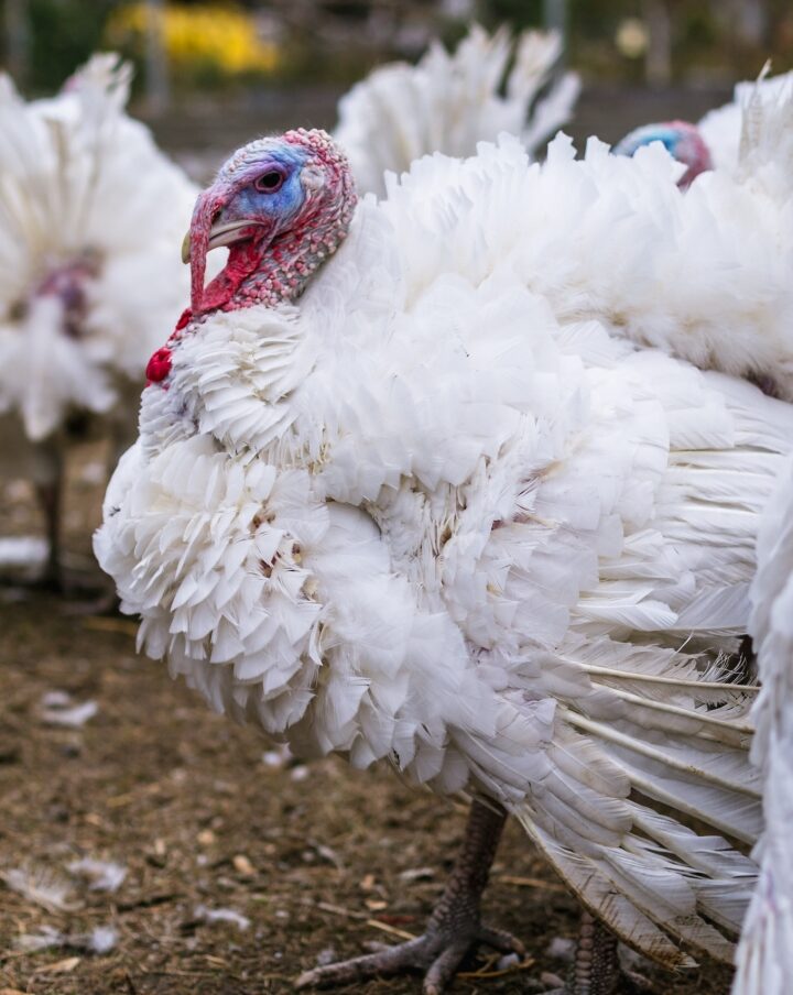 Turkeys on a farm. Photo by Bearok/Shutterstock.com