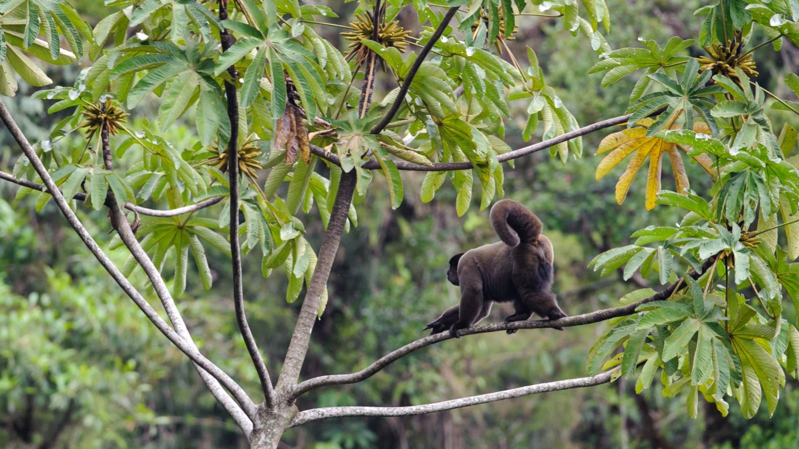 A rare brown woolly monkey in Peru’s rainforest. Photo by Salparadis/Shutterstock.com