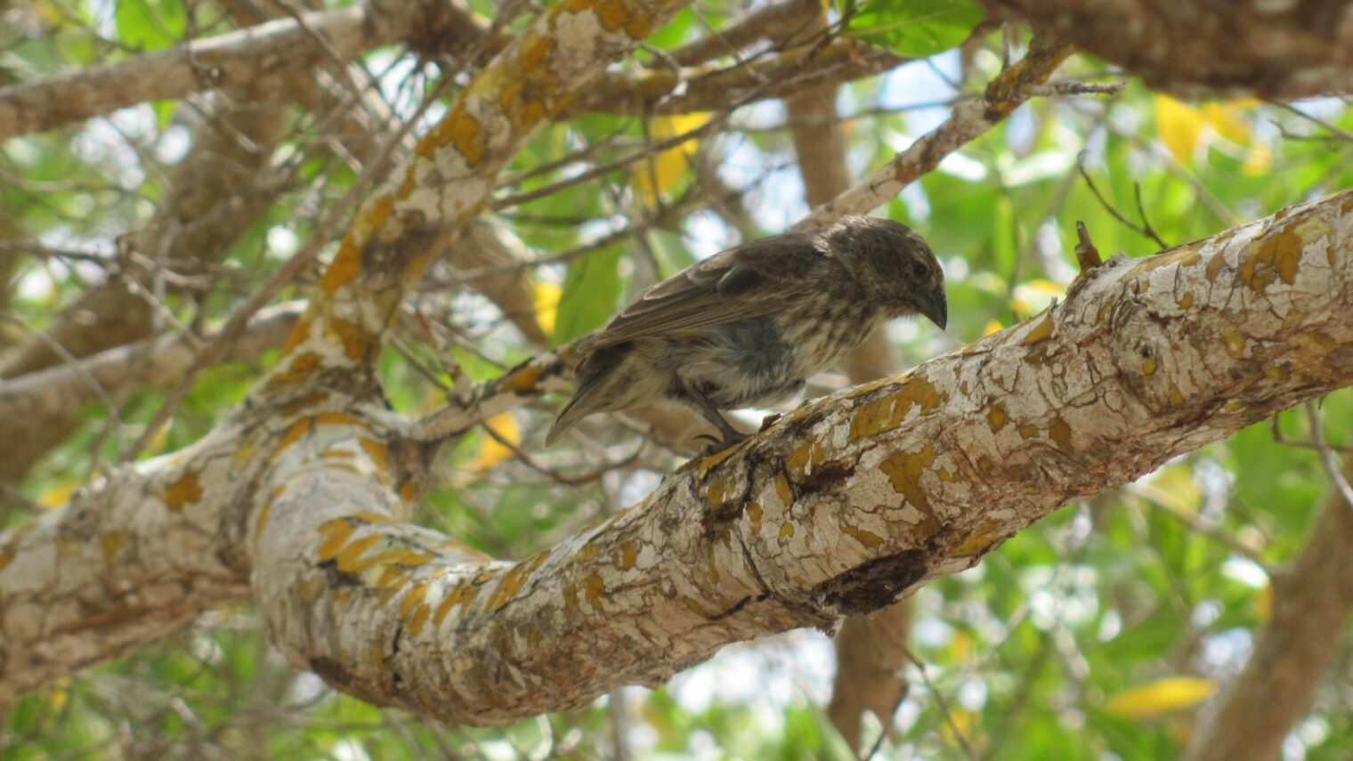 A medium ground finch perched on a tree in the Galápagos, 2015. Photo courtesy of Boaz Yuval