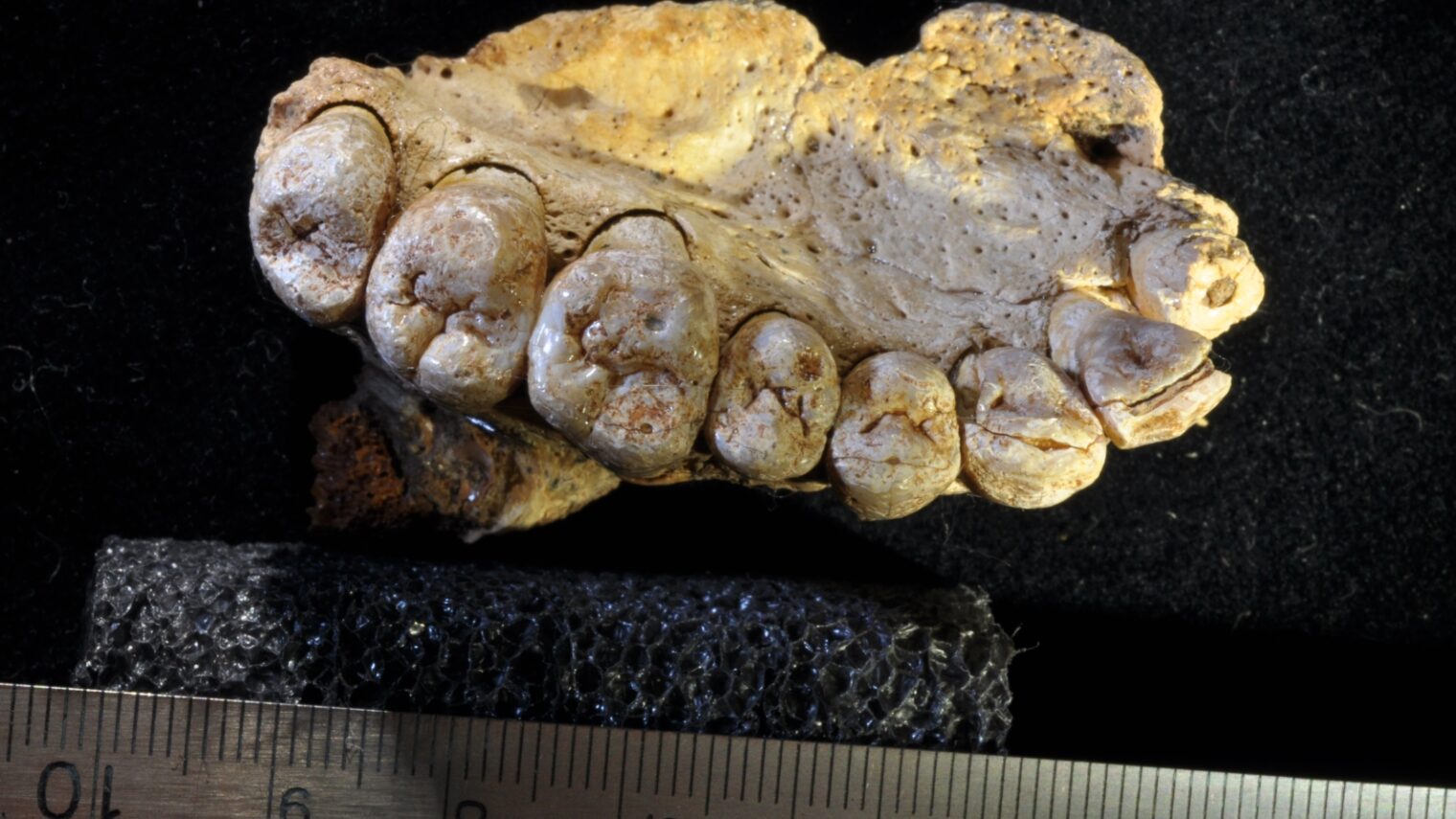 This jawbone found in an Israeli cave has changed anthropologistsâ€™ understanding of the migration of modern humans out of Africa. Photo courtesy of Tel Aviv University