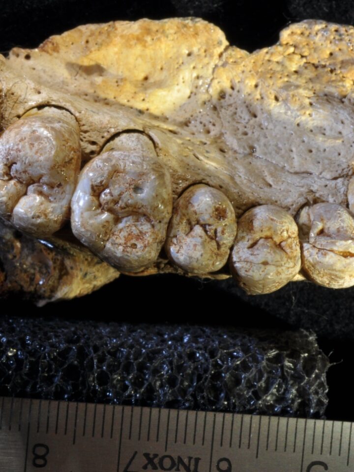 This jawbone found in an Israeli cave has changed anthropologists’ understanding of the migration of modern humans out of Africa. Photo courtesy of Tel Aviv University