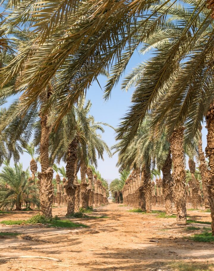 A date palm plantation in Israel. Photo by ClimaxAP/Shutterstock.com
