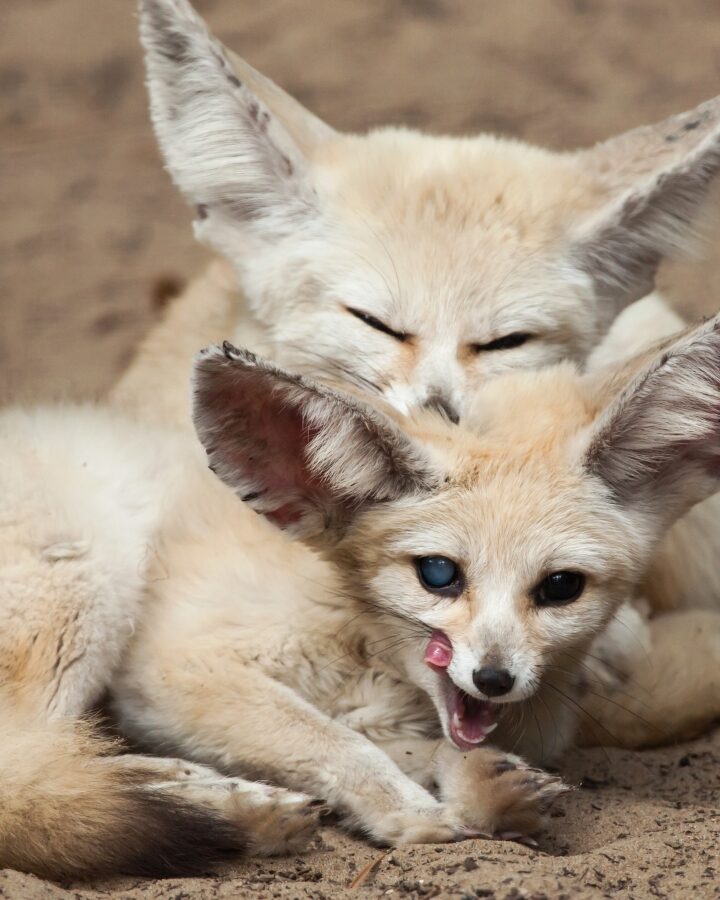 These fennec foxes may not have ventured out in daylight when dinosaurs were around. Photo by Vladimir Wrangel/Shutterstock.com