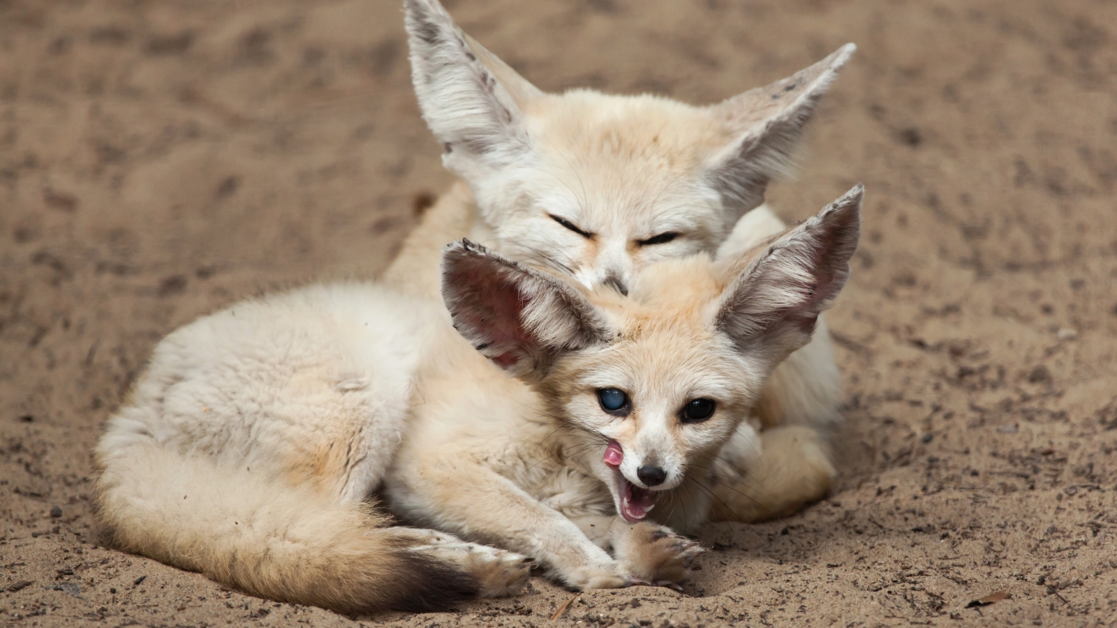 These fennec foxes may not have ventured out in daylight when dinosaurs were around. Photo by Vladimir Wrangel/Shutterstock.com