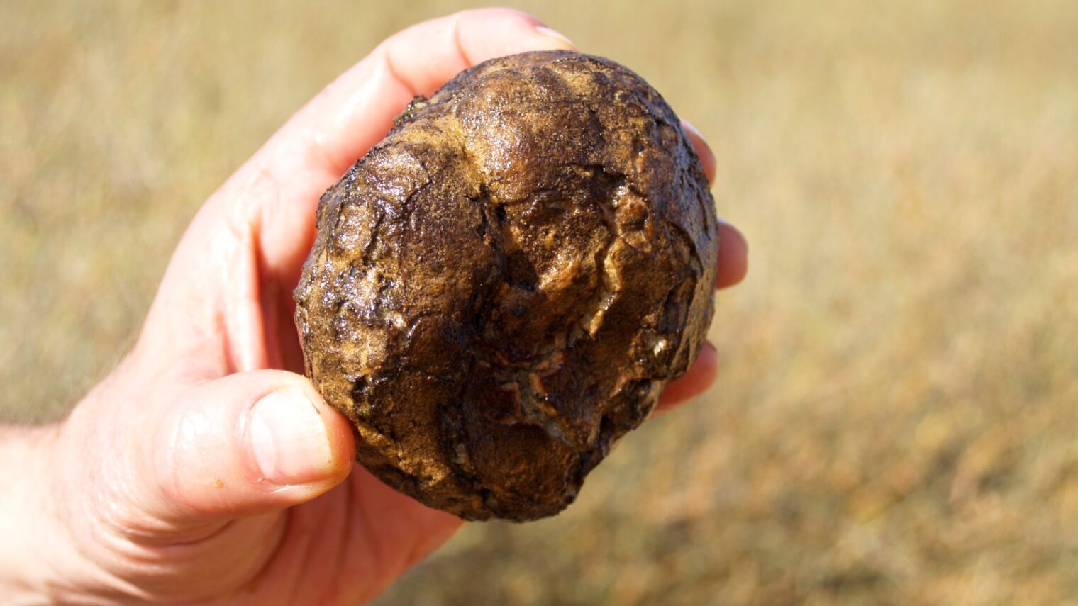 A Negev desert truffle will sell for about one-tenth the price of European forest truffles. Photo courtesy of MOPRN