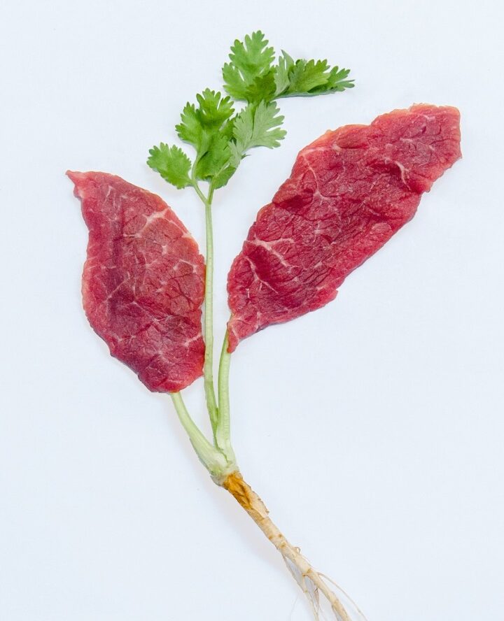 Israel is advancing production of ‘clean meat’ without raising and slaughtering animals. Photo courtesy of Aleph Farms