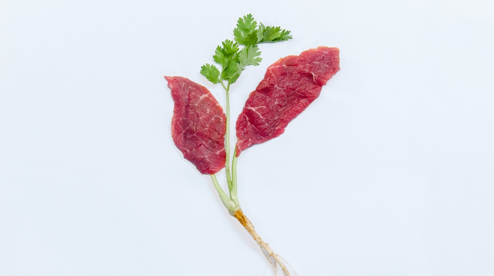 Israel is advancing production of ‘clean meat’ without raising and slaughtering animals. Photo courtesy of Aleph Farms