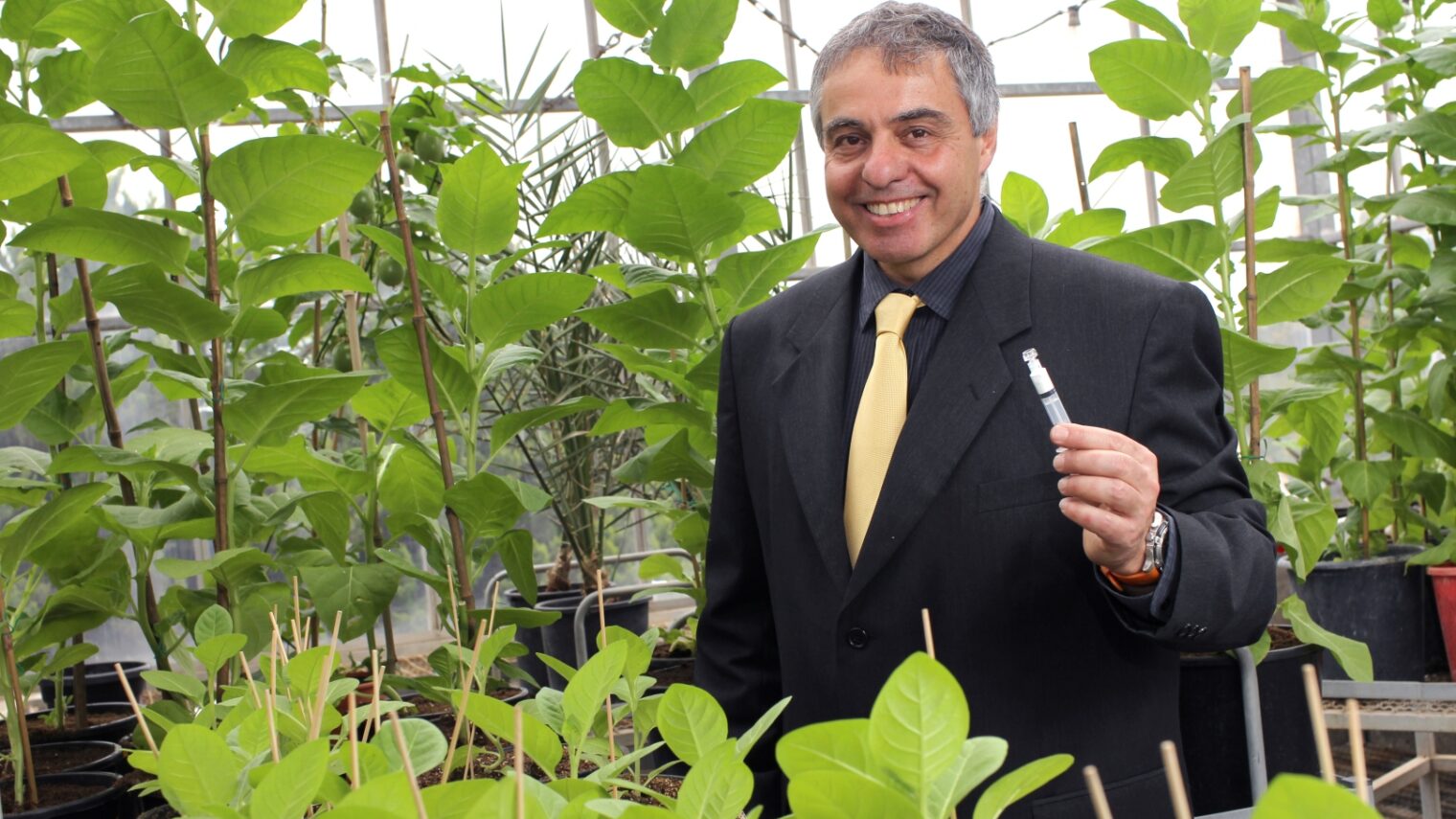 Prof. Oded Shoseyov with his transgenic tobacco plants. Photo by Nati Shohat/FLASH90