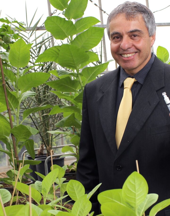 Prof. Oded Shoseyov with his transgenic tobacco plants. Photo by Nati Shohat/FLASH90