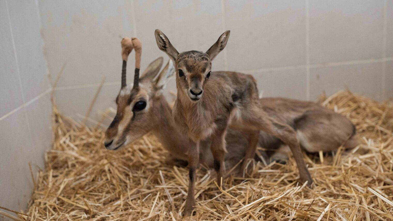 A wounded gazelle and a young deer are taken care of at the Israeli Wildlife Hospital. Photo by Ben Kelmer/FLASH90