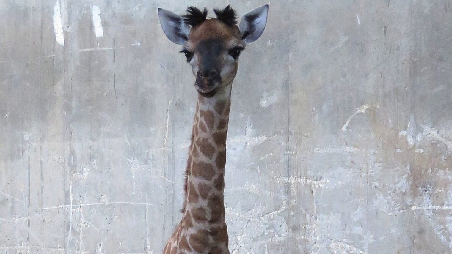 She's not your toy, despite her new name.  The new-born baby giraffe called Toy at the Jerusalem Zoo. Photo by Yaara Forest Tamari