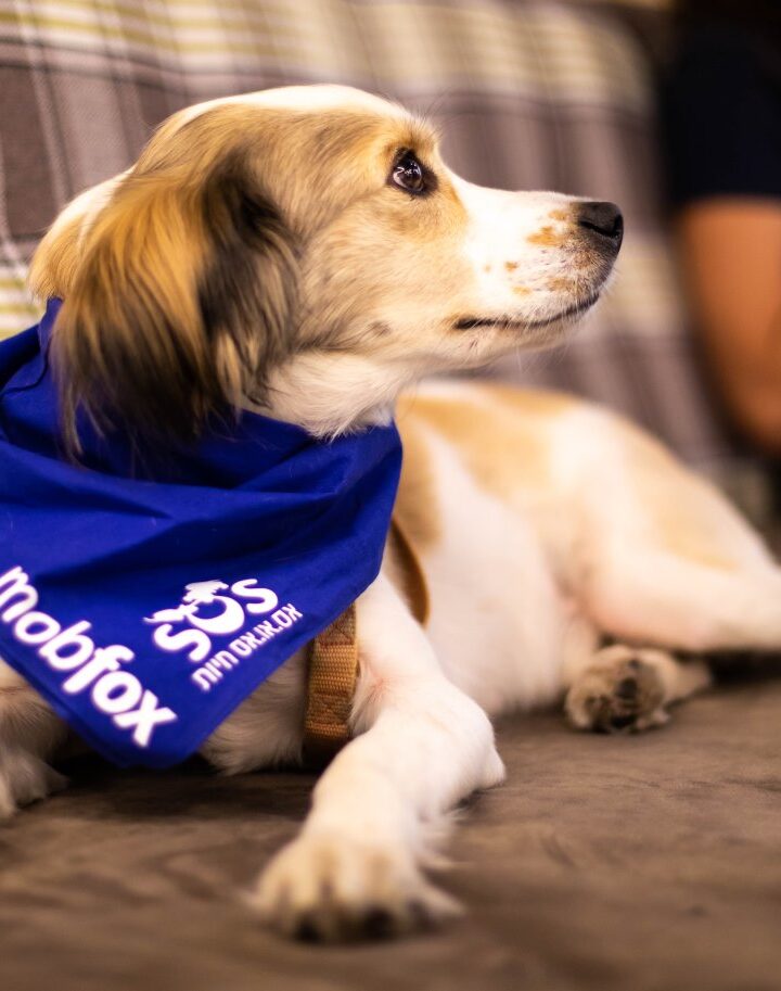 Mobile ad-tech firm Mobfox devoted a hackathon to solving challenges for the SOS Pets charity. Photo: courtesy