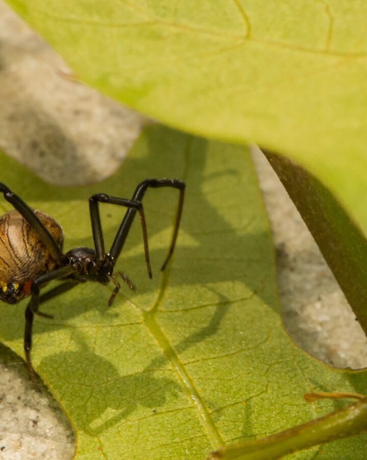 Brown widow spider photo by Jay Ondreicka/Shutterstock.com