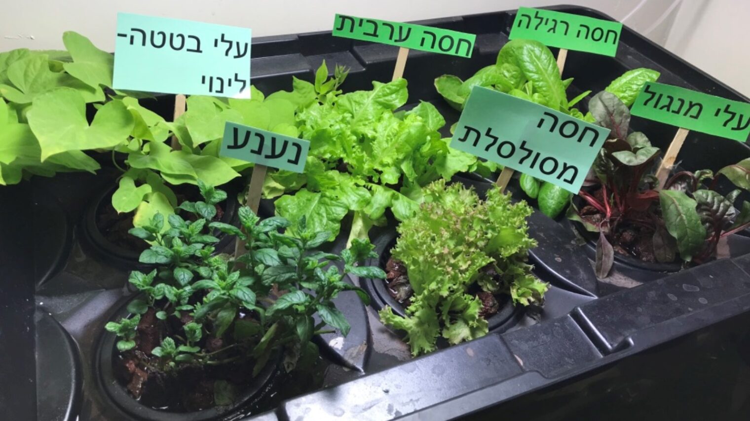 Fresh greens grown hydroponically at a Jerusalem girls’ school. Photo courtesy of StartUpRoots