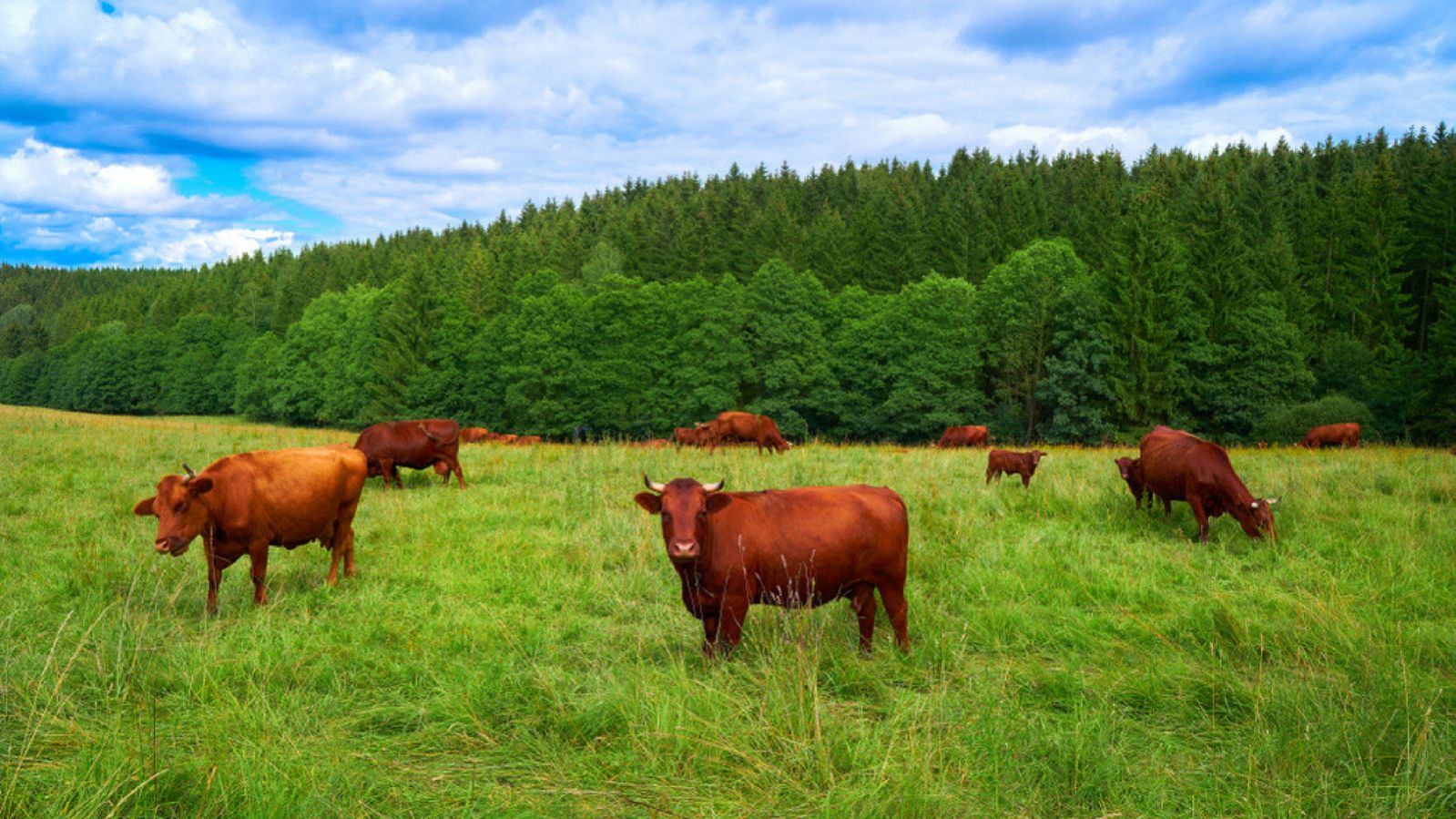 Brown cow cattle in Harz forest of Germany. Photo via shutterstock.com
