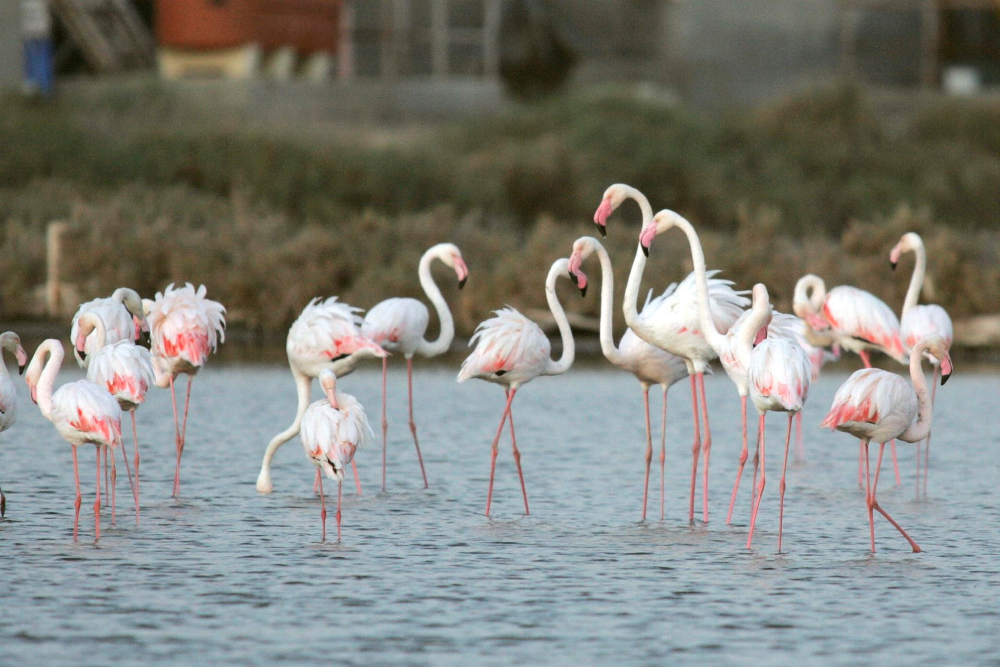 A flock of about 100 Flamingos wintering at the salt ponds of Atlit near Haifa. Photo by Yossi zamir/Flash 90