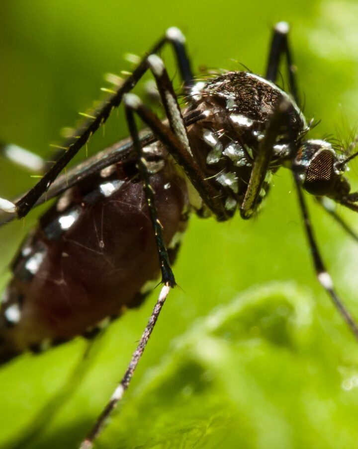 Mosquito photo by Natnarong/Shutterstock.com