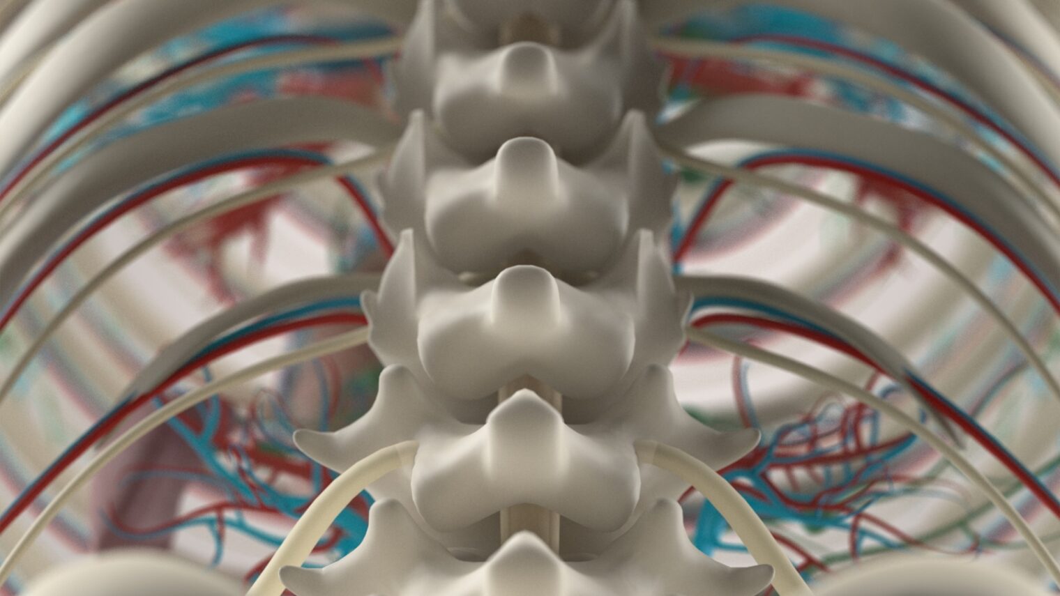 Spinal cord image by Anatomy Insider/Shutterstock.com