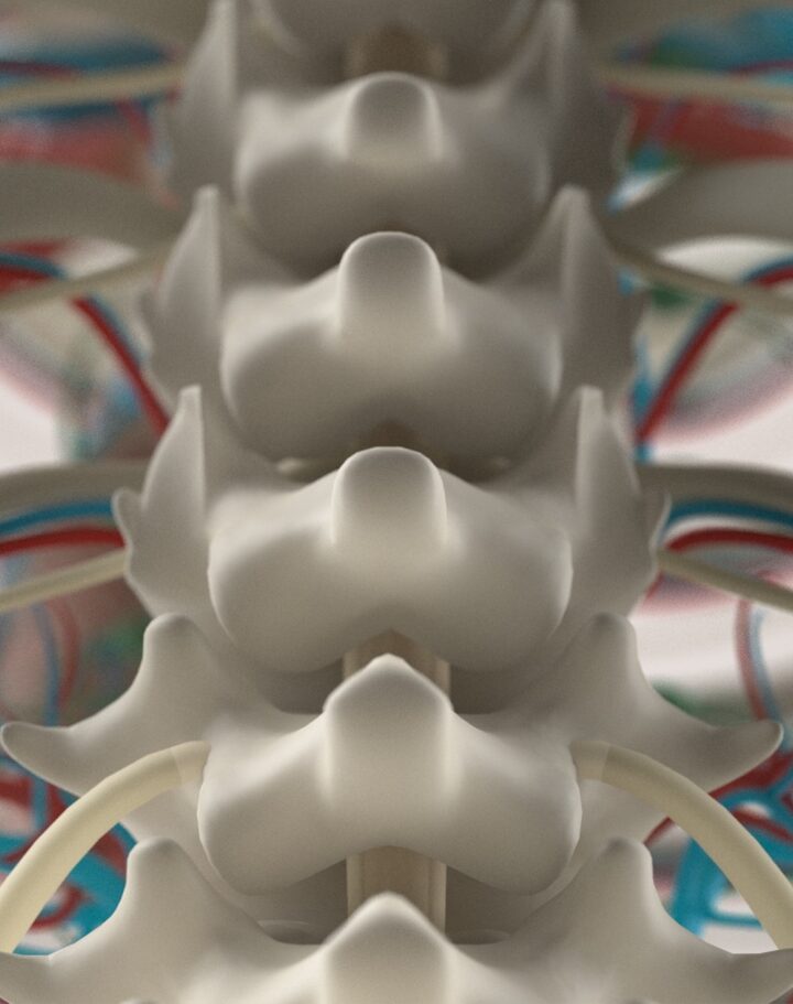 Spinal cord image by Anatomy Insider/Shutterstock.com