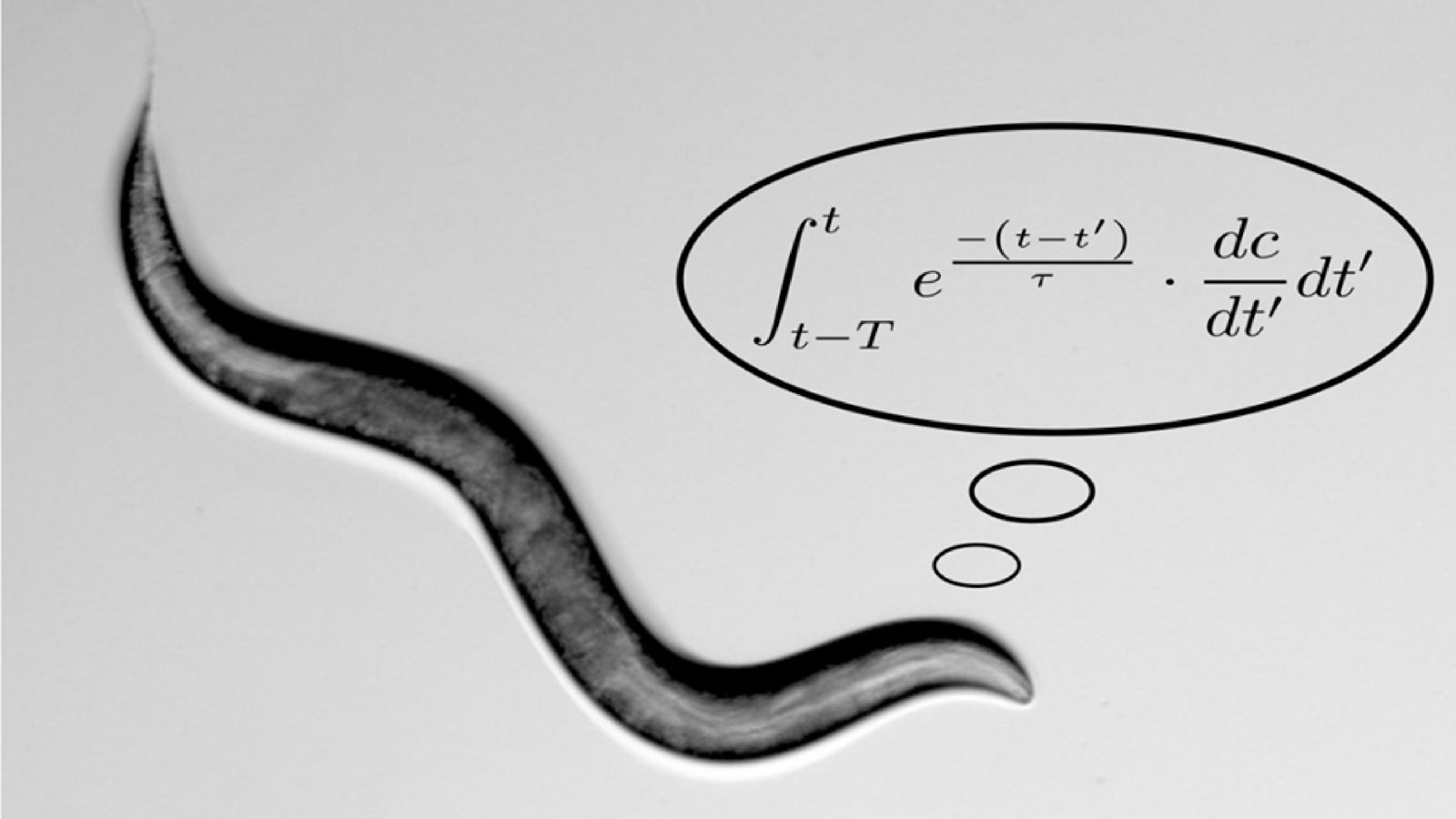 An illustration of the C. elegans worm performing a match calculation. Photo by Alon Zaslaver/Hebrew University