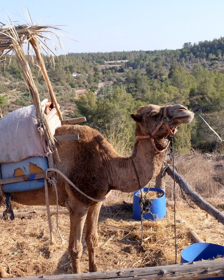 A camel with a sukkah on its back in Neot Kedumim biblical nature reserve. Photo by Gershon Elinson/FLASH90
