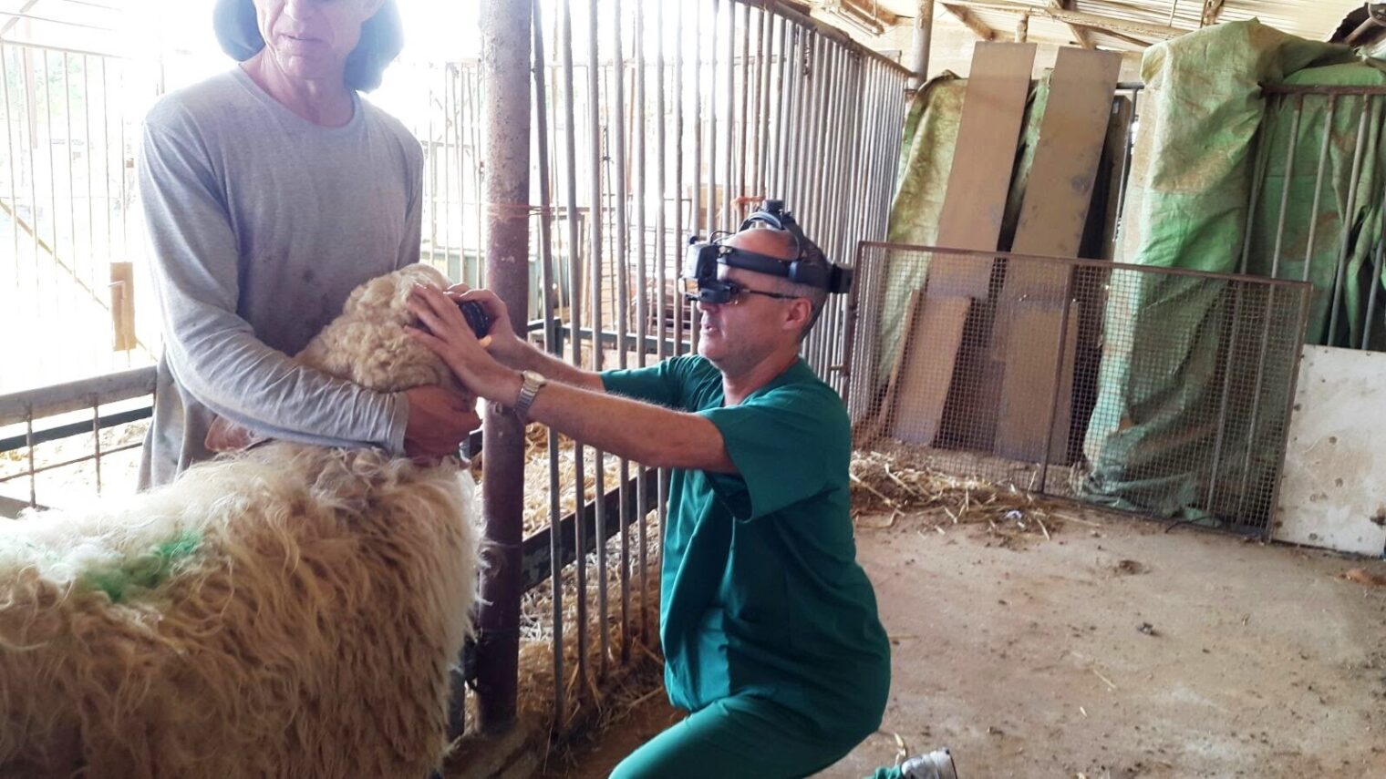 Hebrew University Prof. Ron Ofri makes a house call to one of his sheep patients. Photo courtesy of Hebrew University