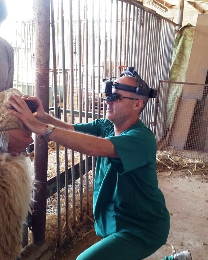 Hebrew University Prof. Ron Ofri makes a house call to one of his sheep patients. Photo courtesy of Hebrew University