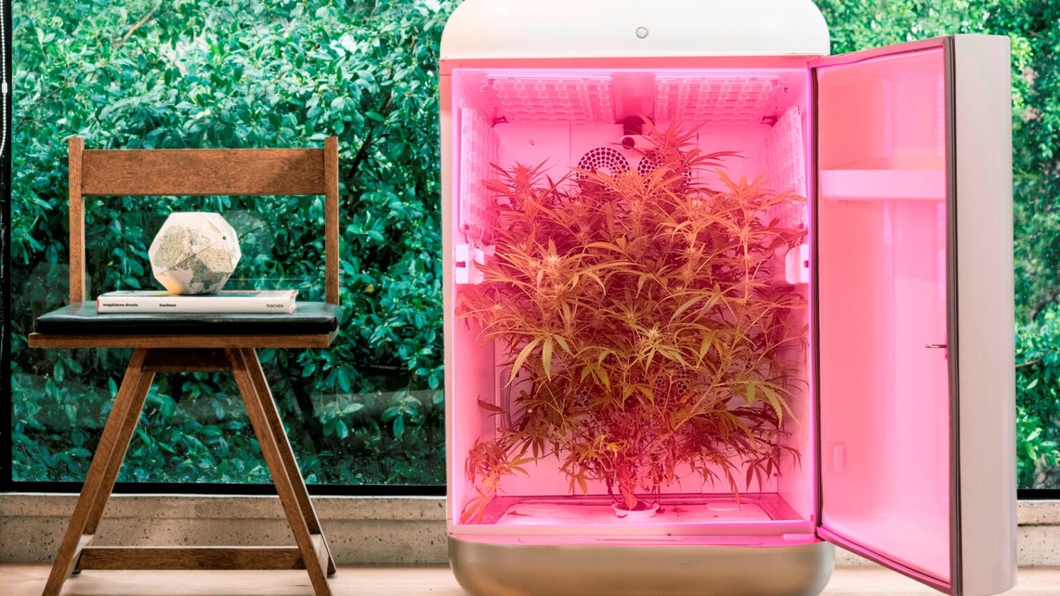 Seedo automatic hydroponic growing system is for home use. Photo: courtesy