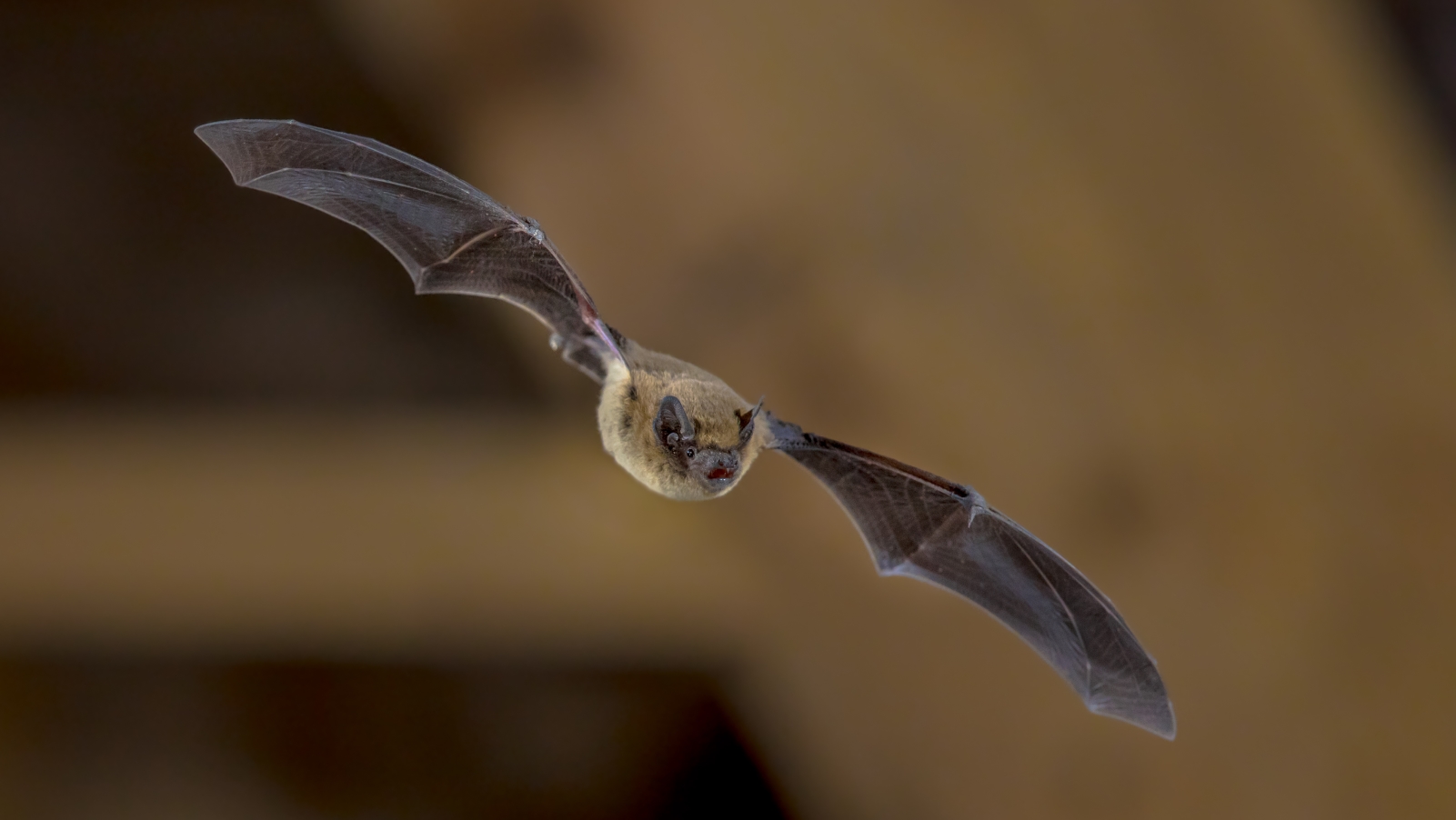A pipistrelle bat navigating in darkness. Photo by Rudmer Zwerver/Shutterstock.com