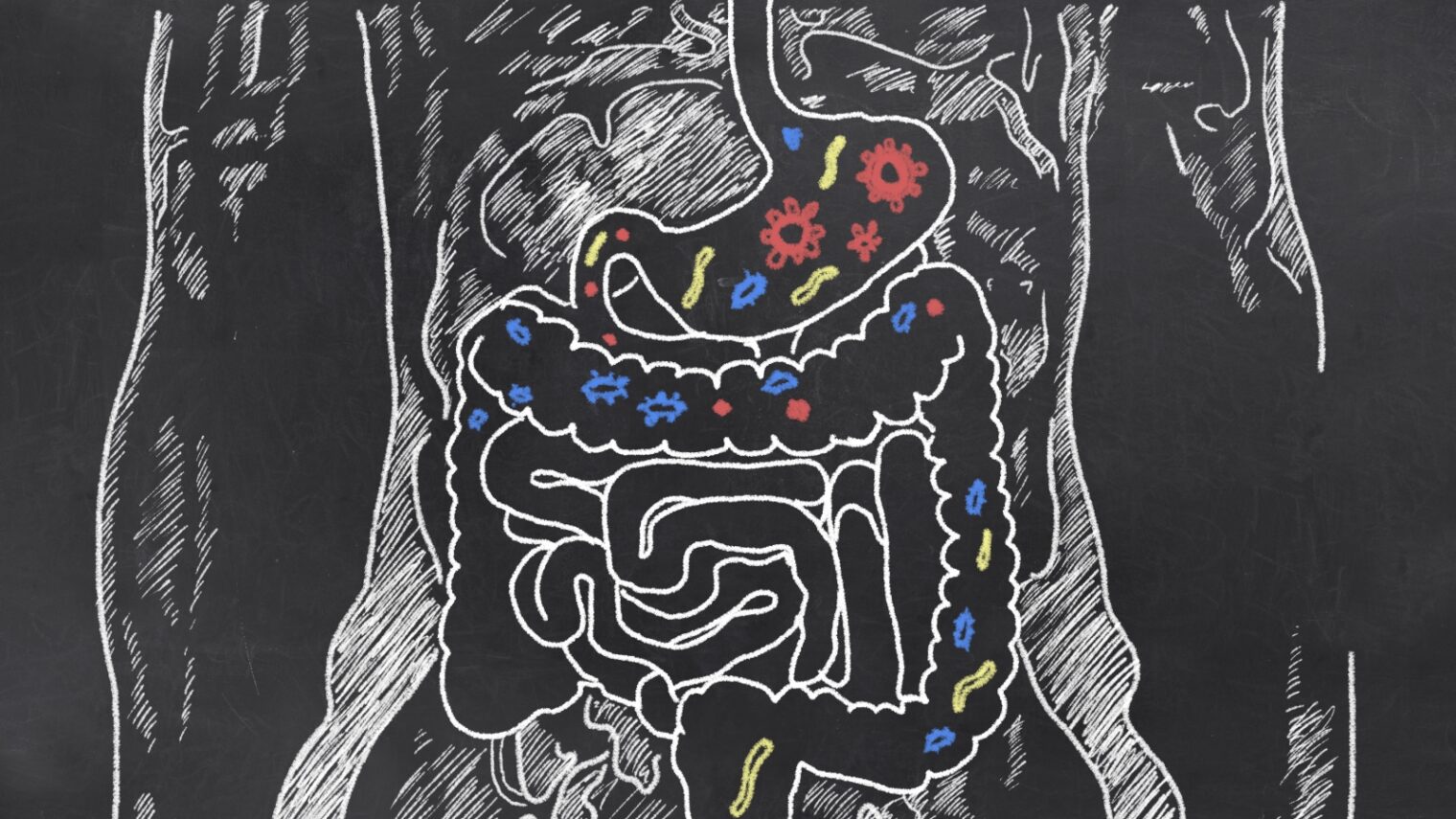 Illustration of gut bacteria by T.L. Furrer/Shutterstock.com