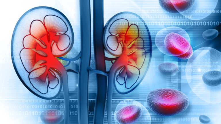 Illustration of kidney cross-section via Shutterstock.com